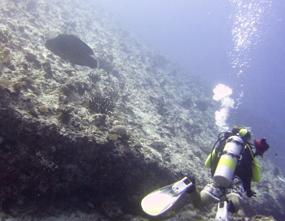 A medium-sized Napoleon wrasse (Cheilinus undulatus) passes by in Moofushi Kandu.