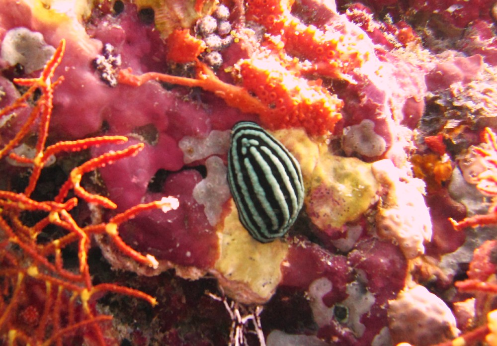 Next, a less common Rose Phyllidiella (Phyllidiella rosans) in Moofushi Kandu.