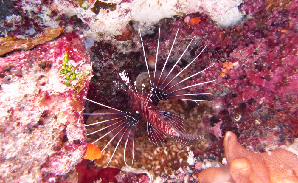 I think this is a juvenile Spotfin lionfish (Pterois antennata), just a few cm long, hiding in a hole in Moofushi Kandu.