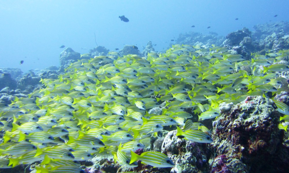 A school of Blue-lined snappers (Lutjanus kasmira) shelter from the current at Maavaru Corner.