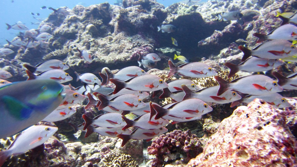 As do these Humpback or Paddle-tail snapper (Lutjanus gibbus), while a Parrotfish tries to photobomb me.