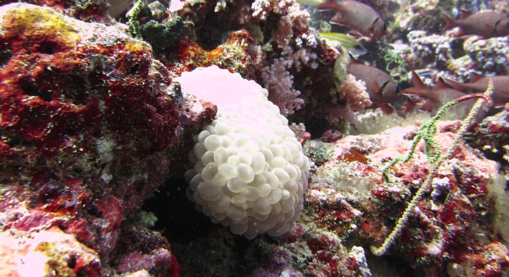 A grapefruit-sized mass of nudibranch eggs, from a much larger, nocturnal species, beside the canyon at Himandhoo Thila.