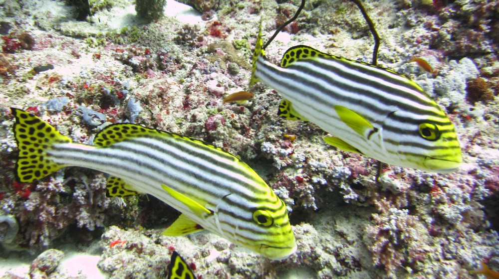 A couple of Oriental Sweetlips (Plectorhinchus orientalis) pose at Himandhoo Thila.