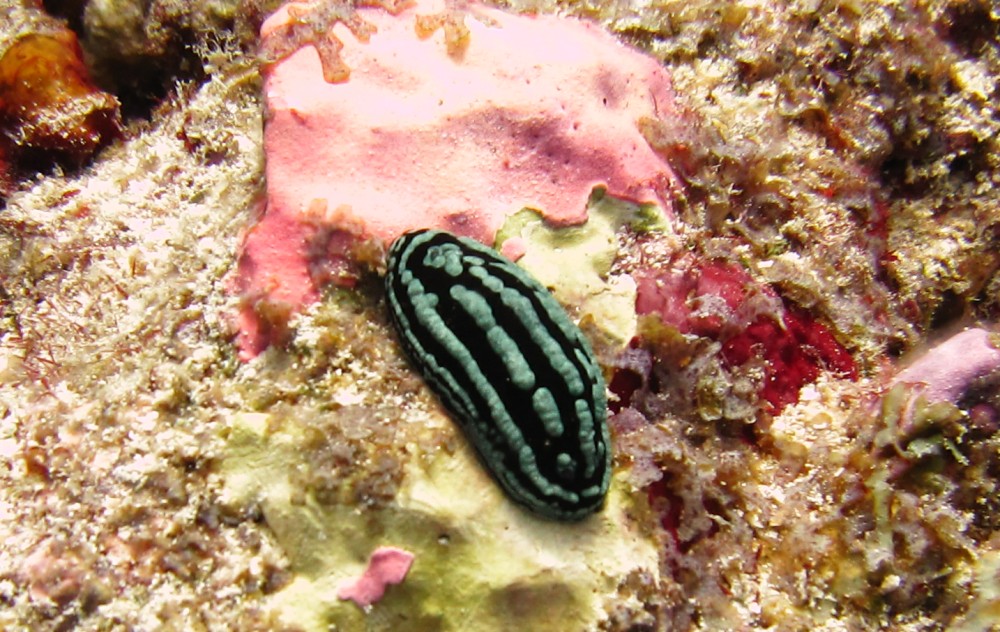 And another at Himandhoo Thila. The species can have irregular breaks in the white lines running the length of its body.