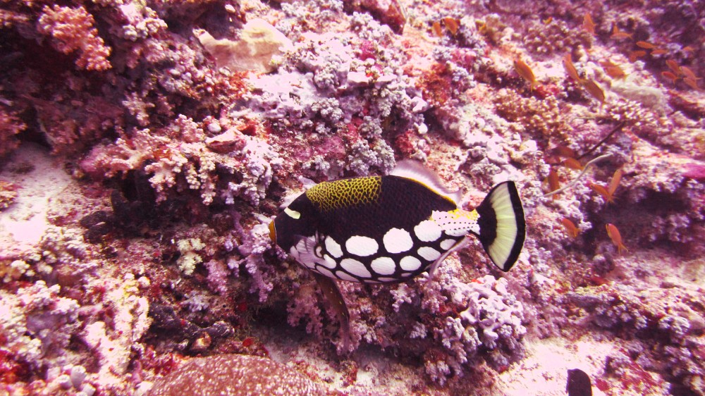 A Clown triggerfish (Ballistoides conspicillum) in front of gorgeous soft corals at Thudufushi Thila. The photo doesn't do the 
				colourful corals justice.