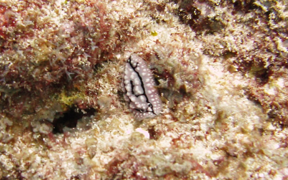 And a still less common Rudman's Phyllidiella (Phyllidiella rudmani) at Thudufushi Thila.