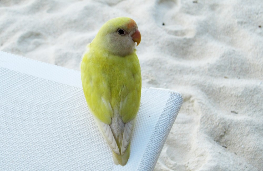 He sat on the end of my sun-bed for ages, taking in the view.