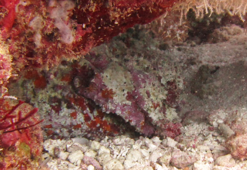 And finally, the Ugly. A highly poisonous and well-camouflaged Stonefish (Synanceia verrucosa) lurks under a coral block at 
				Kuda Miaru Thila. 