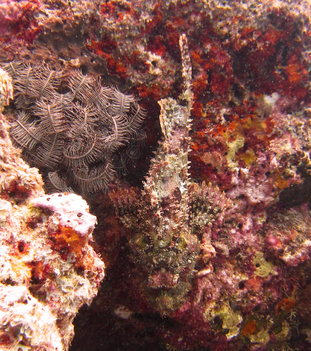 Now for some increasingly cryptic Tassled Scorpionfish (Scorpaenopsis oxycephala), each about 33cm long. This one was clinging to a 
				vertical coral rock face at Kuda Miaru Thila.