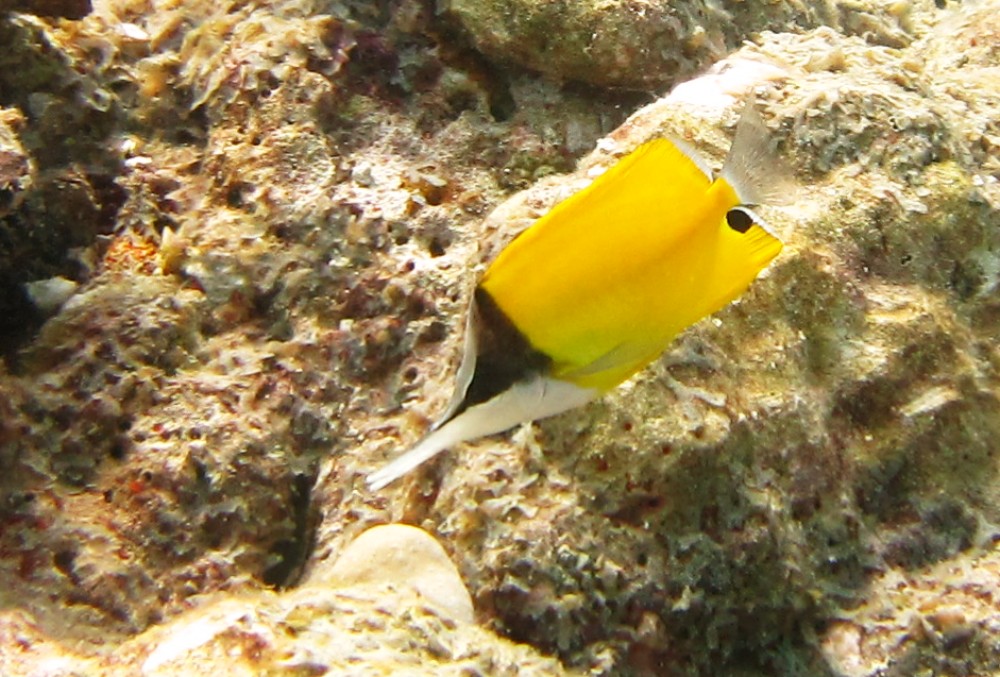 These small Long-nosed butterfly fish (Forcipigger flavissimus) are difficult to photograph - they are shy, and dart away as soon as 
				you get close. I managed to get this one at Kuda Miaru Thila.