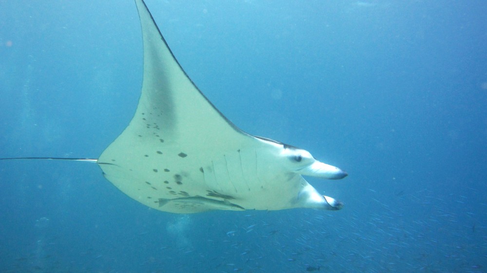 First, the Good. A Reef Manta ray (Manta alfredi) at my favourite dive site, Kuda Miaru Thila. Nicola Bassett from the 
				Maldivian Manta Project at Thudufushi tells me that this one is called Peanut.