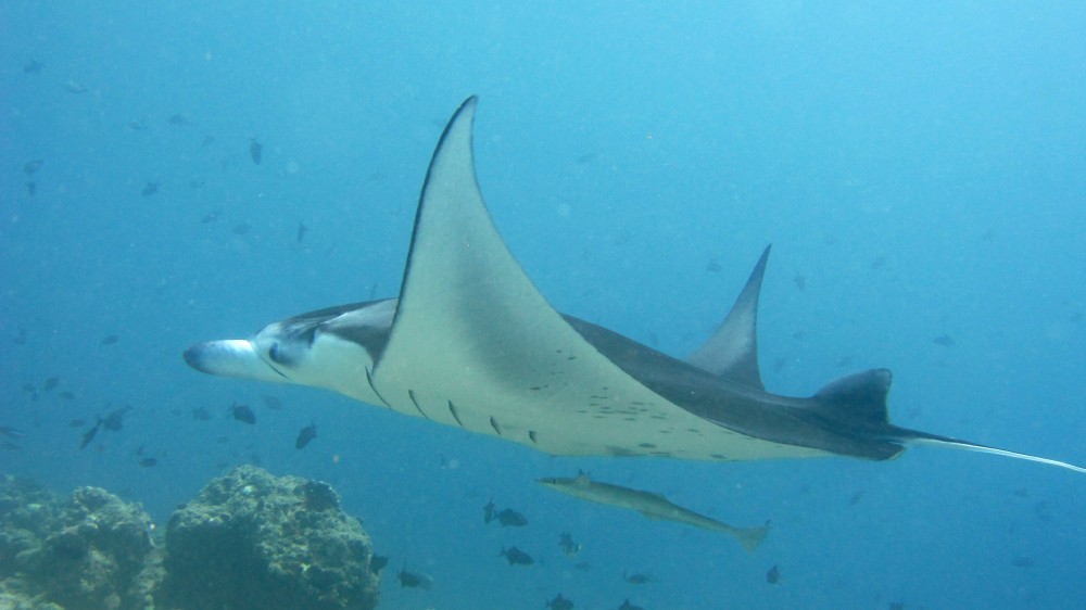 It stayed with us for 15 minutes, flying elegantly round and round the reeftop.