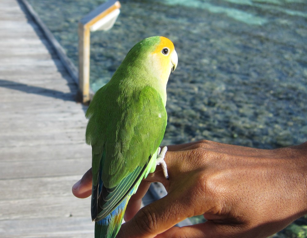 This completely tame, presumably hand-reared, lovebird had given me a shock at breakfast a few days earlier by suddenly landing 
					on my shoulder.