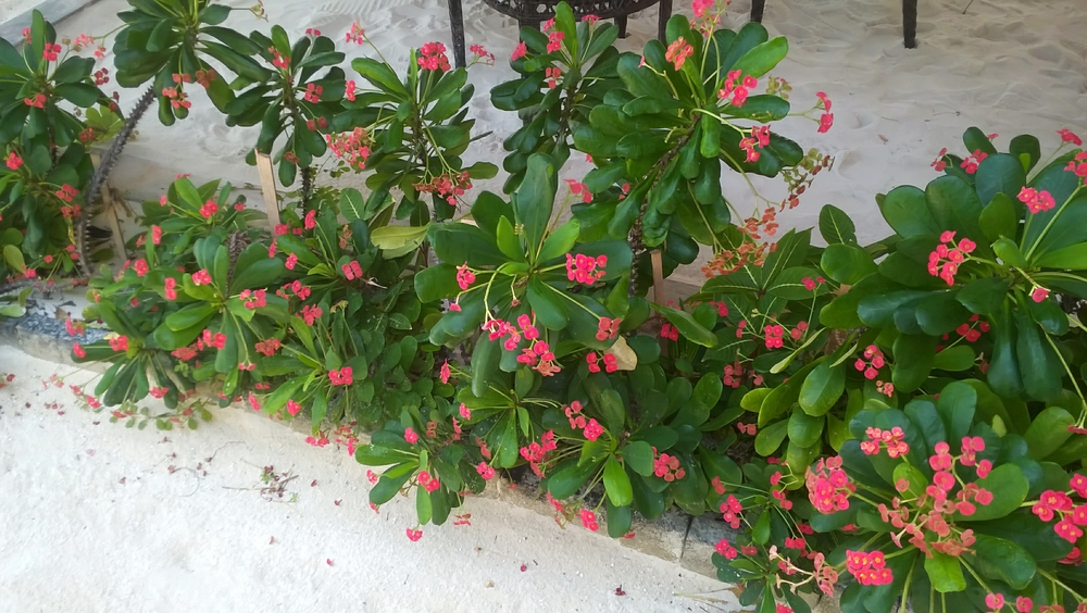 Pretty flowers in one of the bars.