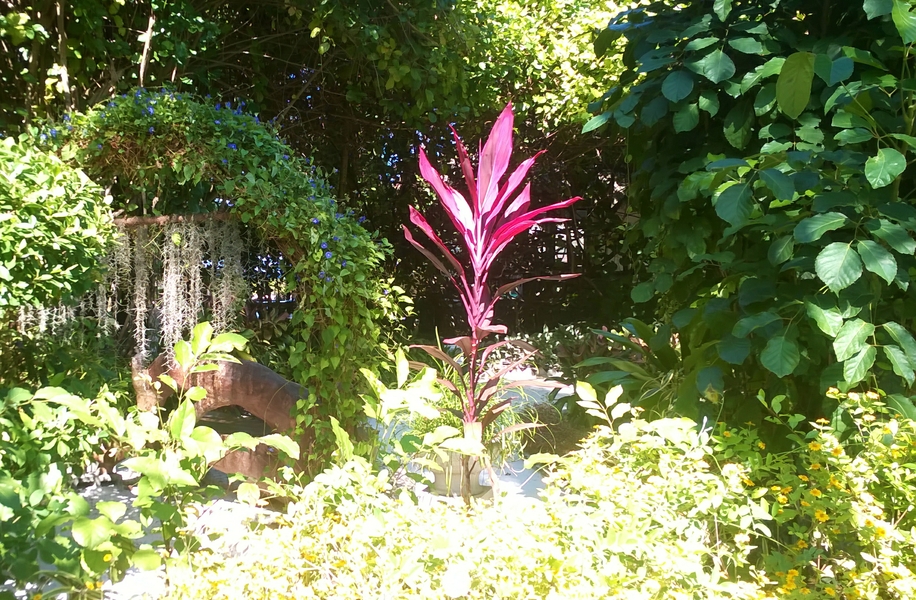 Colourful tropical plants grow in profusion.