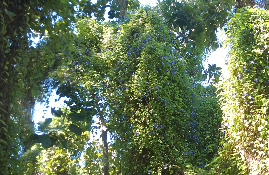 Blue flowers on this creeper overwhelming a tree.