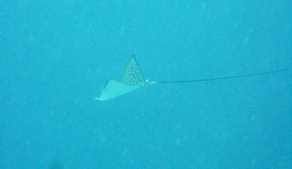 An elegant Spotted eagle ray <em>(Aetobatus narinari) </em>at Panettone Kandu...