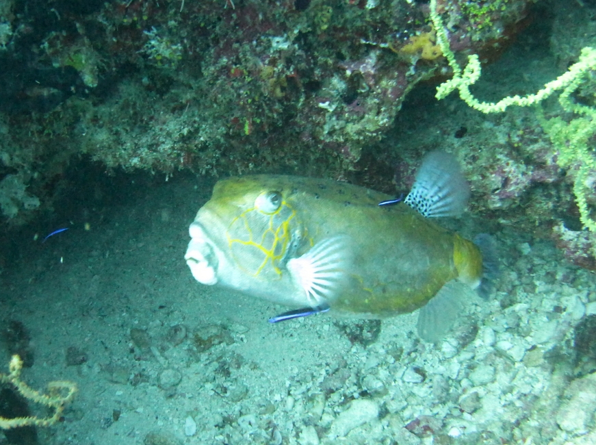 This looks like a Trunkfish (Ostraciidae sp) of some sort at Ali Thila, but I can't find it in my reference book.