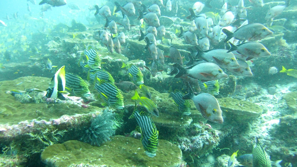 A mixed group of Oriental Sweetlips (Plectorhynchus orientalis) and Humpback red snapper (Lutjanus gibbus) at Maavaru Corner.