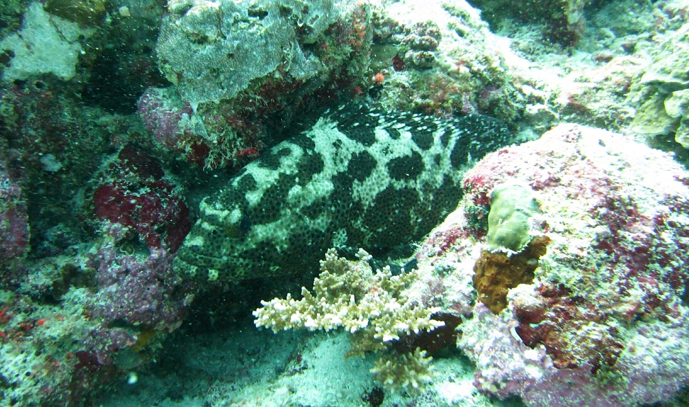 A Camouflage or Smalltooth Grouper (Epinephelus polyphekadion which used to be known as Epinephelus microdon)
        glares at me from a cleft in the coral at Maavaru Corner.