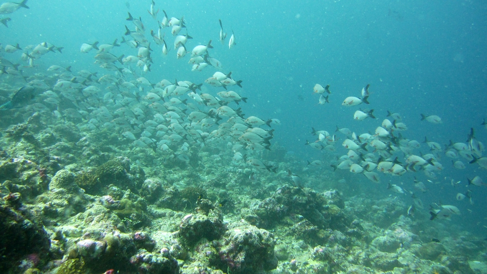 More Humpback Red Snappers at Maavaru Corner.