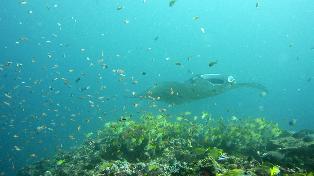 There are spectacular numbers of reef fish at Maavaru Corner. 