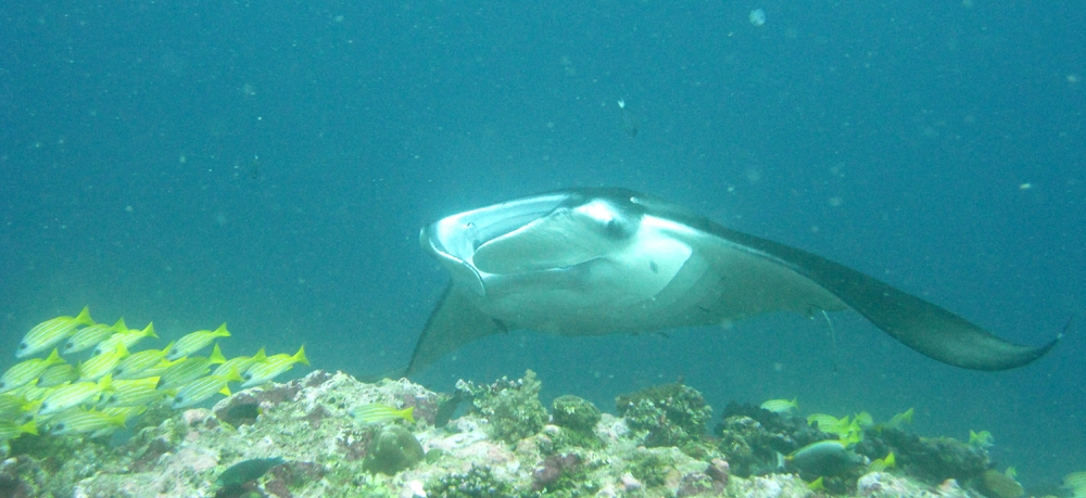 The mantas circled round and round to get their teeth cleaned.