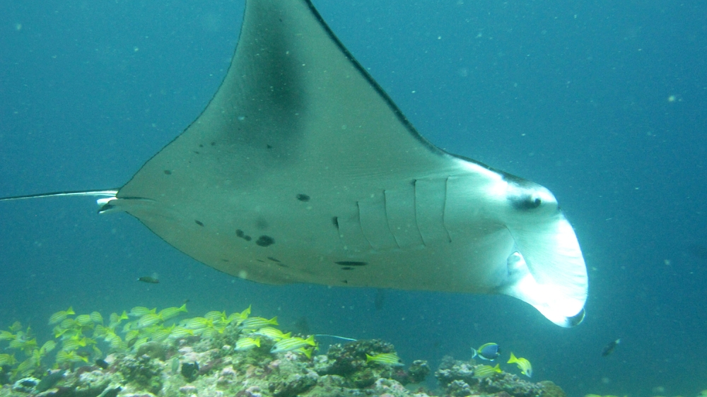 When they pass overhead we can see the pattern of spots on their bellies. These are unique to each manta, like fingerprints. Jennifer from
        the Manta Trust used these to identify individual mantas.