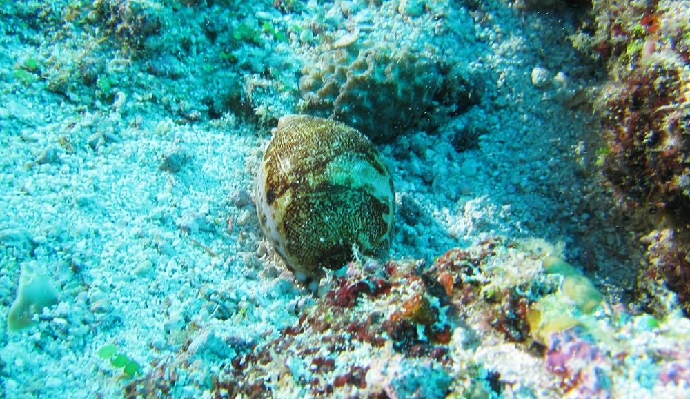 This Cowry shell at Maavaru Corner look like it's the less common Lynx Cowry (Cypraea lynx), rather than the more common Tiger Cowry (Cypraea tigris).