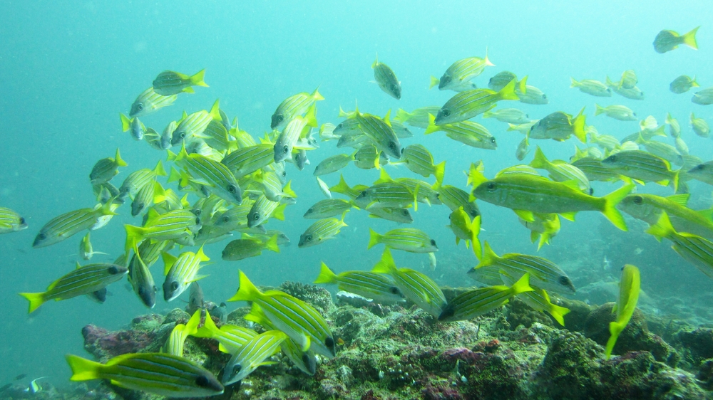 Bluelined Snappers (Lutjanus kasmira) at Maavaru Corner.