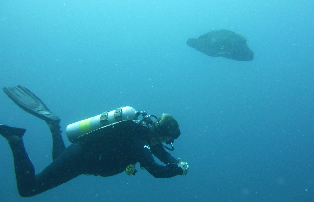 Govinda says hello to a largeish Napoleon (Cheilinus undulatus) at Himandhoo Thila...