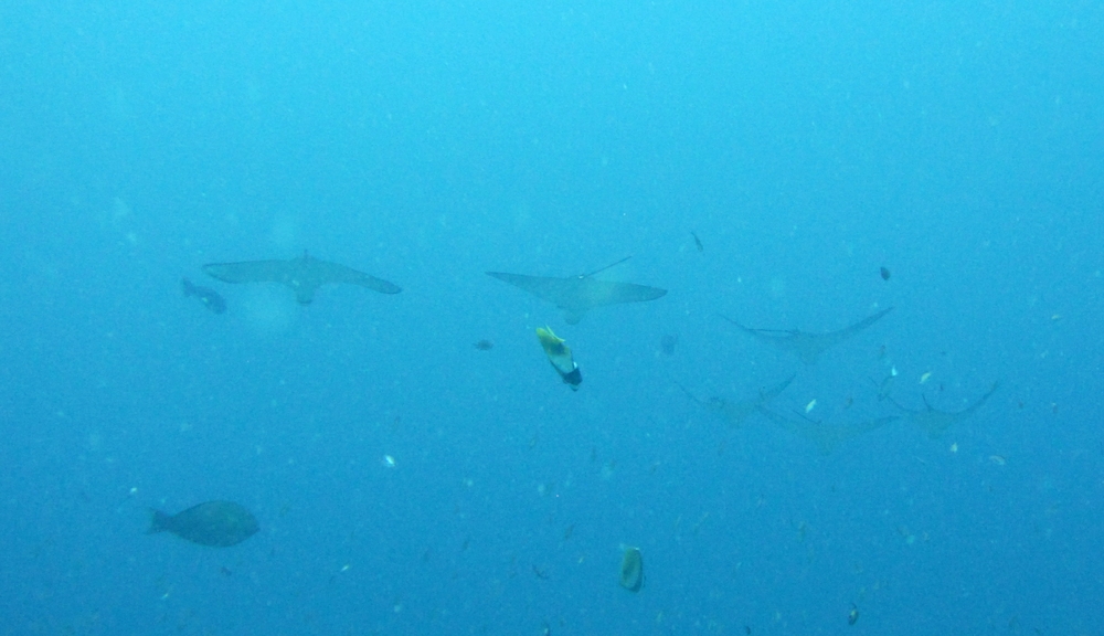 And a formation of six Spotted Eagle Rays hang motionless in the upwelling current at Himandhoo Thila on the edge of the atoll.