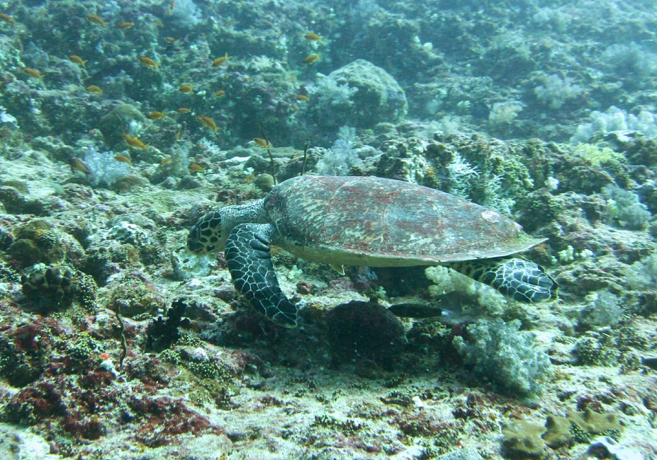 A Hawksbill Turtle (Eretmochelys imbricata) ignores us in the search for food at Tamala Thila. 