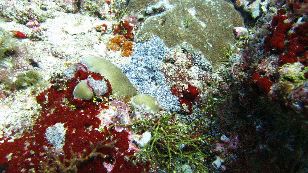 Healthy, colourful hard and soft corals at Tamala Thila.