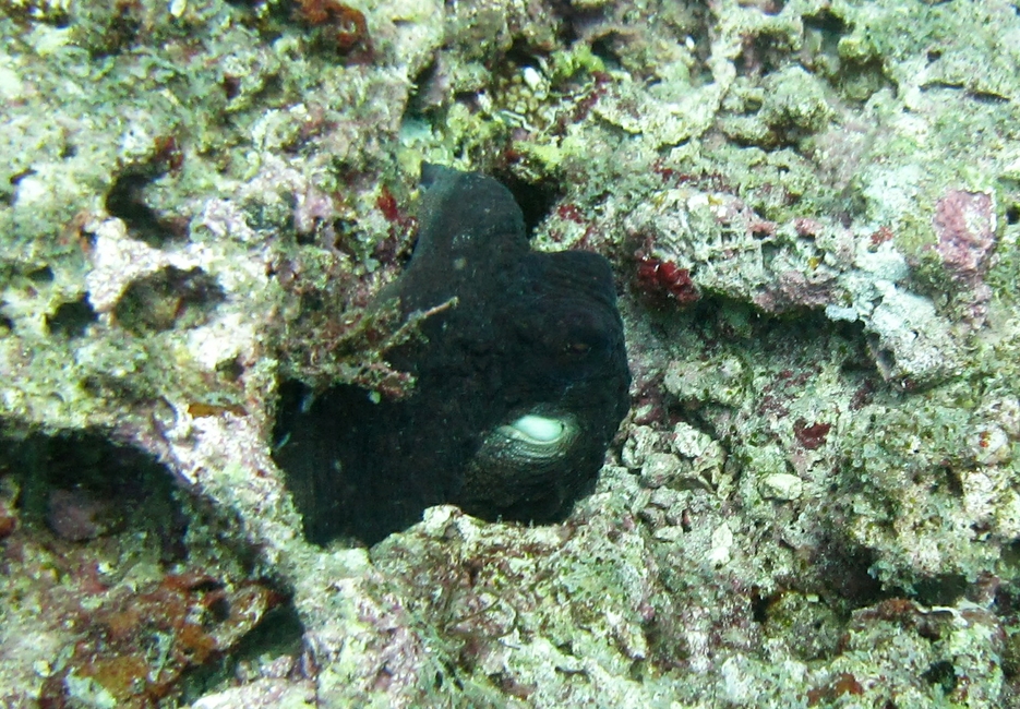 A Reef Octopus (Octopus cyanea) hiding in a hole at Kuda Miaru Thila during the day.
