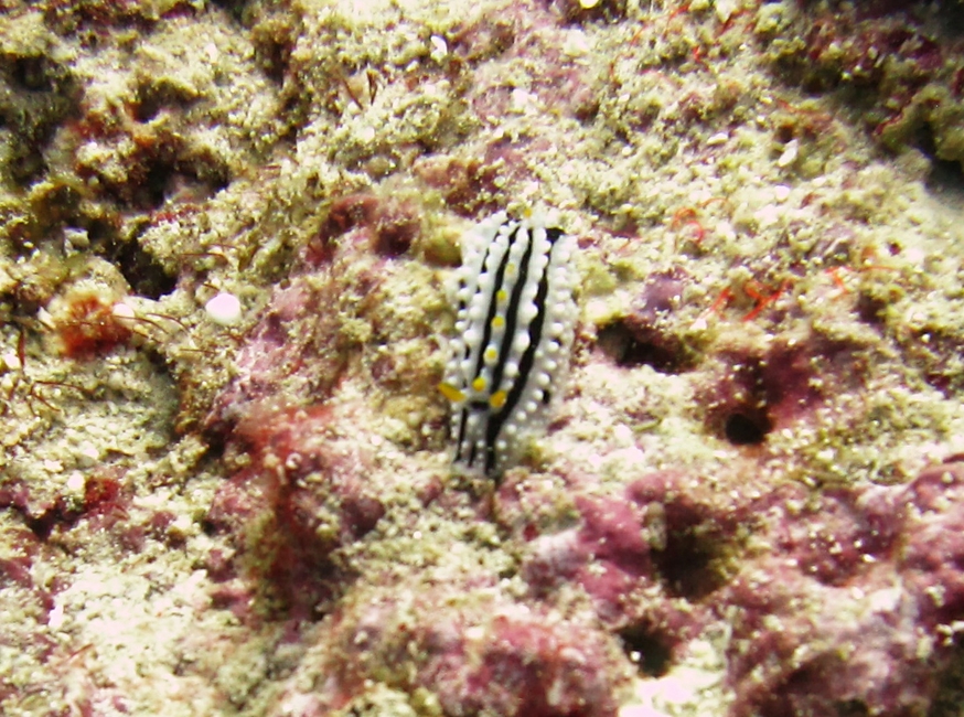 A Varicose Phyllidia nudibranch (Phyllidia varicosa) at Kuda Miaru Thila.