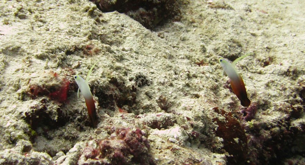 A pair of Fire Goby or Fire Dartfish (Nemateleotris magnifica) prepare to defend their patch at Kuda Miaru Thila.