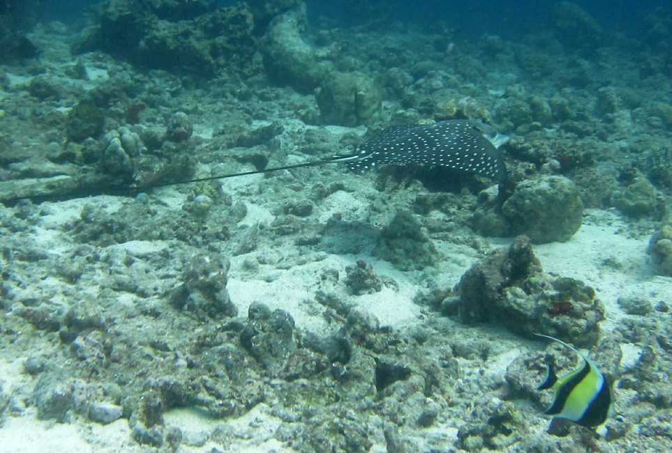 ...and another dashes across the reeftop in front of me at Kuda Miaru Thila.