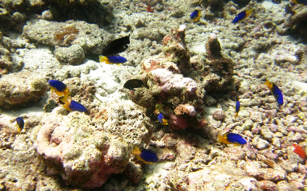 Pretty Caerulean Damsels (Pomacentrus caeruleus) at Kuda Miaru Thila.