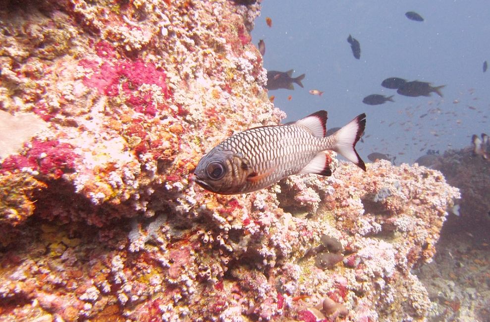 A Bronze Soldierfish (Myripristis adusta) passes some colourful hard and soft corals at Thudufushi Thila.