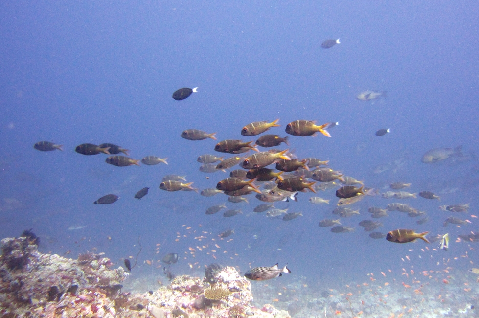 A group of Bigeye Emperor or Large-eyed Sea Bream (Monotaxis grandoculis) face the current at Thudufushi Thila.