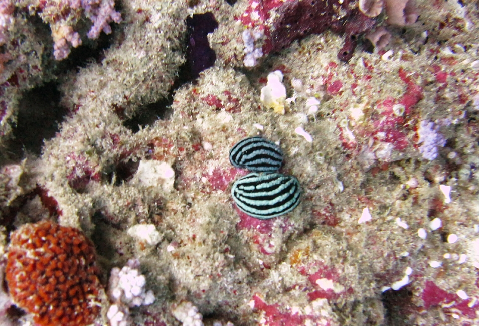 And a pair of Rose Phyllidiella nudibranchs (Phyllidiella rosans) get acquainted at Thudufushi Thila.