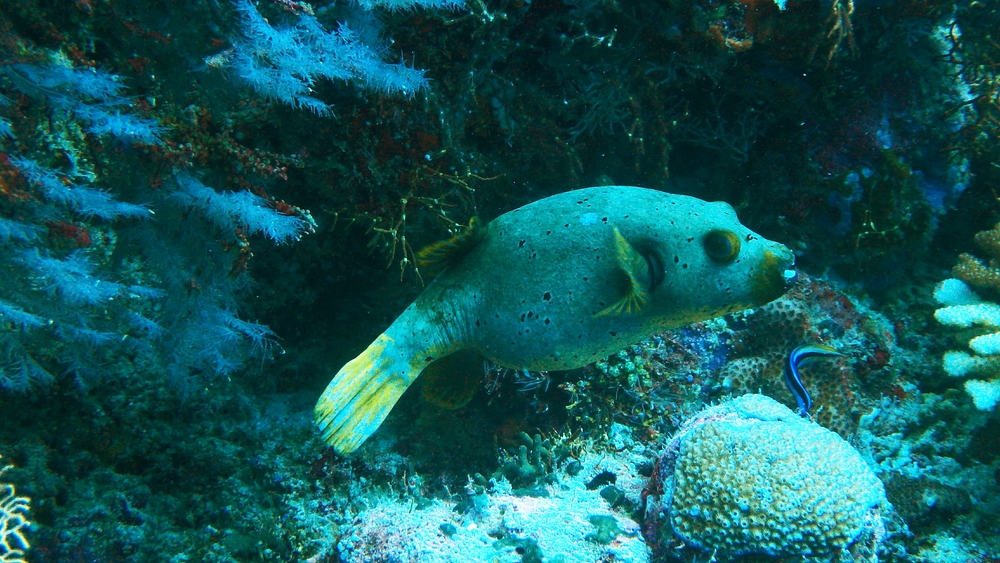 I surprised this Blackspotted Pufferfish (Arothron nigropunctatus) in the act of being cleaned - you can just make out the Bluestreak
        Cleaner Wrasse (Labroides dimidiatus) in front of and below it.