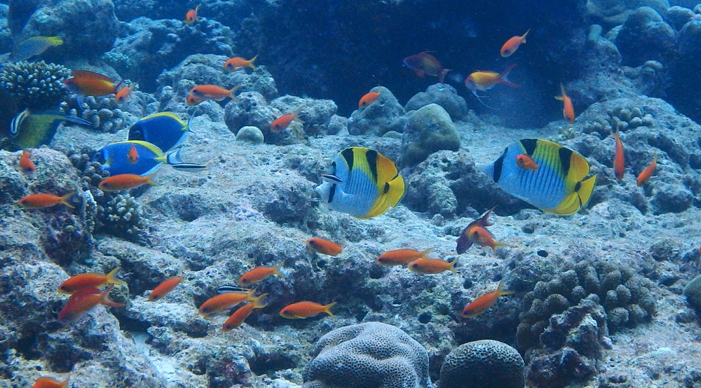 A pair of Blue Surgeonfish (Acanthurus leucosternon) on the left lead a pair of Saddleback Butterflyfish (Chaetodon falcula) across the reef
        at Moofushi Kandu, surrounded by a group of the variously-named Orange Butterfly Perch or Lyretail Anthias or Goldie (Pseudanthias squamipinnis).
