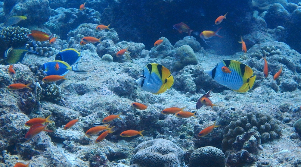 A pair of Blue Surgeonfish (Acanthurus leucosternon) on the left lead a pair of Saddleback Butterflyfish (Chaetodon falcula) across the reef
        at Moofushi Kandu, surrounded by a group of the variously-named Orange Butterfly Perch or Lyretail Anthias or Goldie (Pseudanthias squamipinnis).