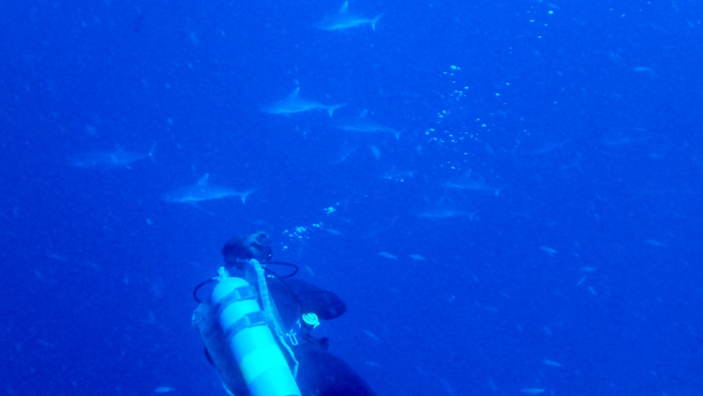 A hundred metres seaward of the manta cleaning station at Maavaru Corner, down at 35 meters, you can almost guarantee dozens of Grey Reef
        sharks (Carcharhinus amblyrhynchos).