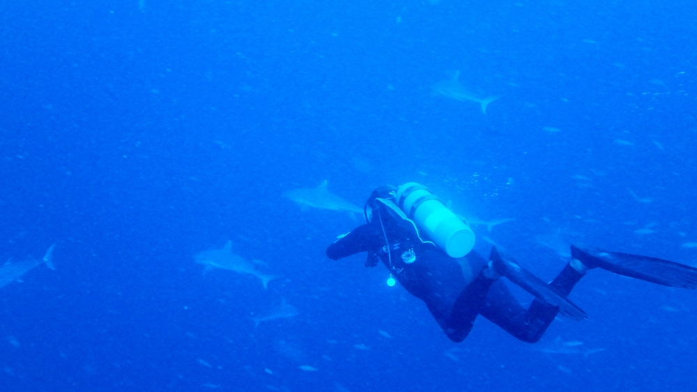 Dive master Govinda moves in for a closer look.