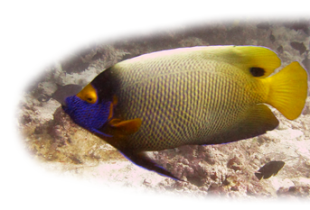 Parrotfish