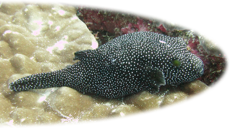 Whitespotted or Guineafowl Puffer