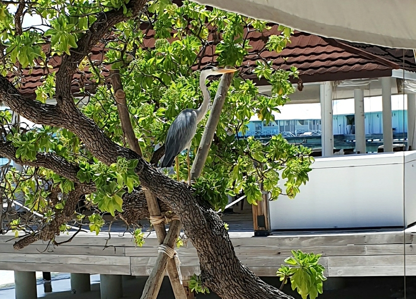 Aaron the heron perches on a tree next to the restaurant, enviously eyeing guests tucking into freshly-cooked fish at lunchtime...